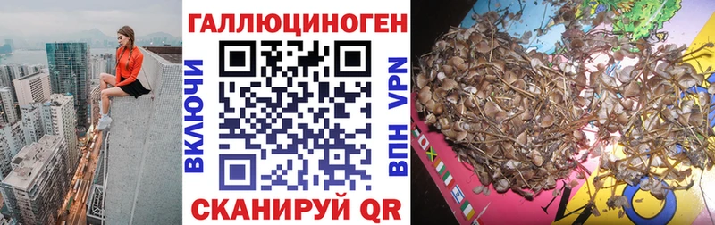 Галлюциногенные грибы Psilocybine cubensis  Озёрск 